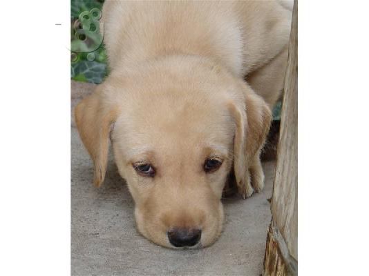 χαριτωμένο κουτάβι Retriever του Λαμπραντόρ για ένα νέο σπίτι...